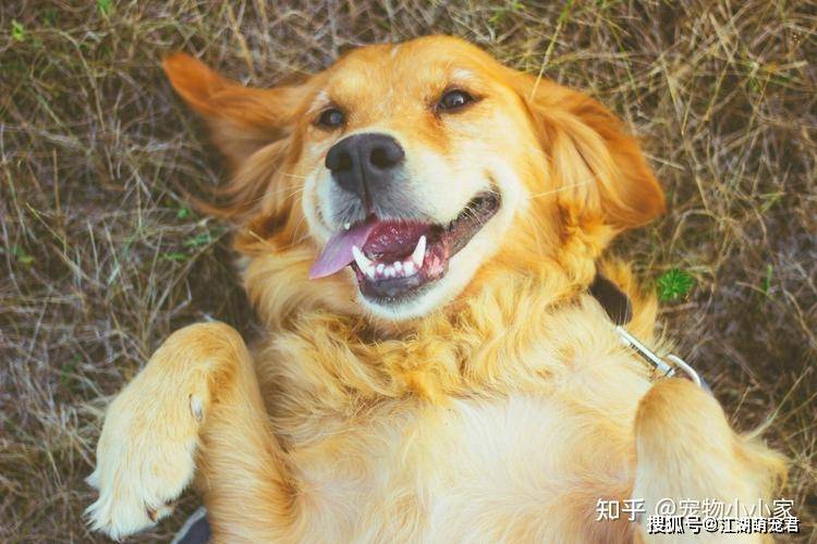 据说狗狗这样子是“招财旺家”，养到就是捡到宝！