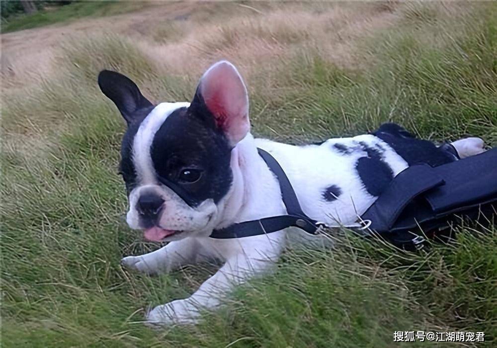 据说狗狗这样子是“招财旺家”，养到就是捡到宝！